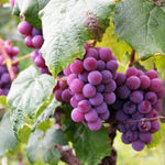 Popular Red Grapes
