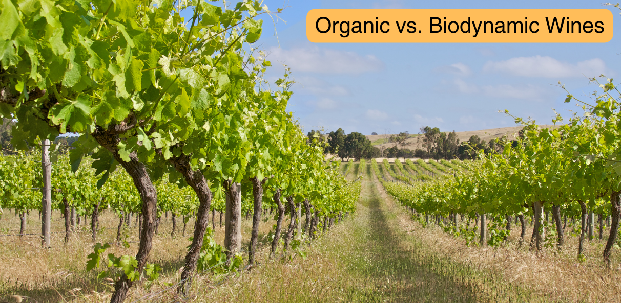 Organic vs. Biodynamic Wines: Unveiling the Key Differences 